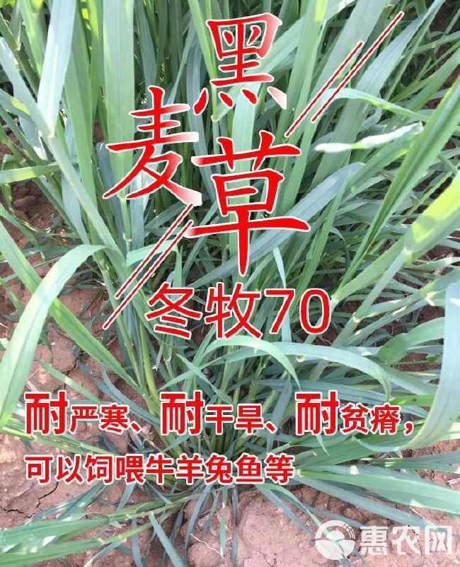 冬牧70黑麦草种子冬牧草子多次收割耐寒牧草猪牛羊鸡鸭鹅鱼草种