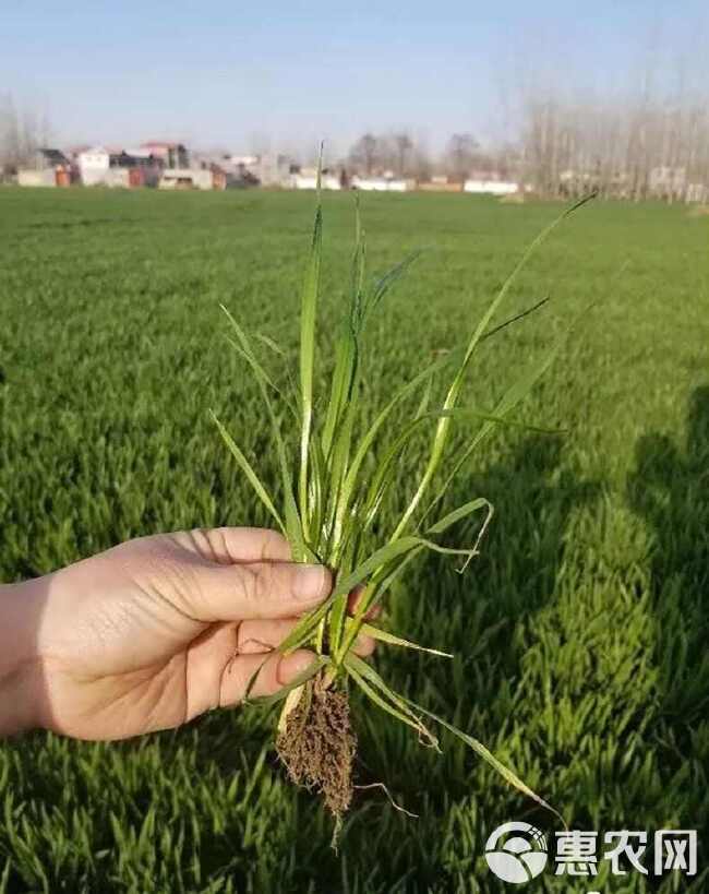 冬牧70黑麦草种子冬牧草子多次收割耐寒牧草猪牛羊鸡鸭鹅鱼草种