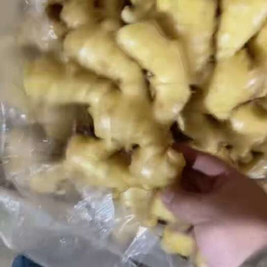 开封出售生姜种子五吨