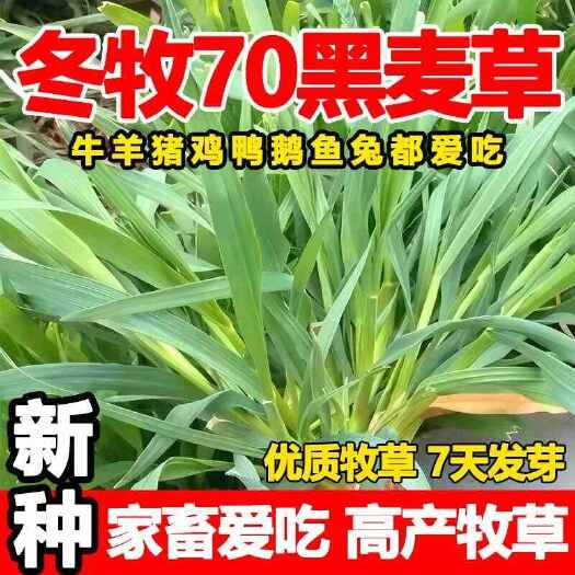 冬牧70黑麦草种子冬牧草子多次收割耐寒牧草猪牛羊鸡鸭鹅鱼草种