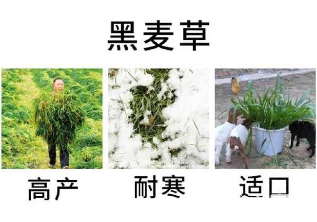 冬牧70黑麦草种子冬牧草子多次收割耐寒牧草猪牛羊鸡鸭鹅鱼草种