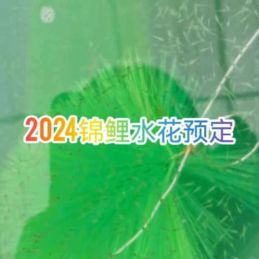 东莞市锦鲤水花苗