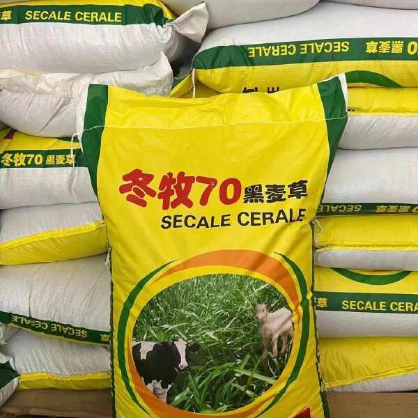 冬牧70黑麦草种子冬牧草子多次收割耐寒牧草猪牛羊鸡鸭鹅鱼草种