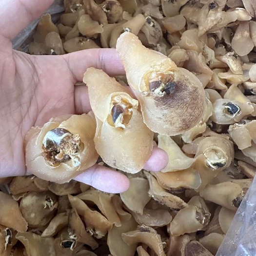 珍珠鲍螺肉 黄肉鲍玉螺深海七星鲍鱼螺干香响螺肉30头特产滋品