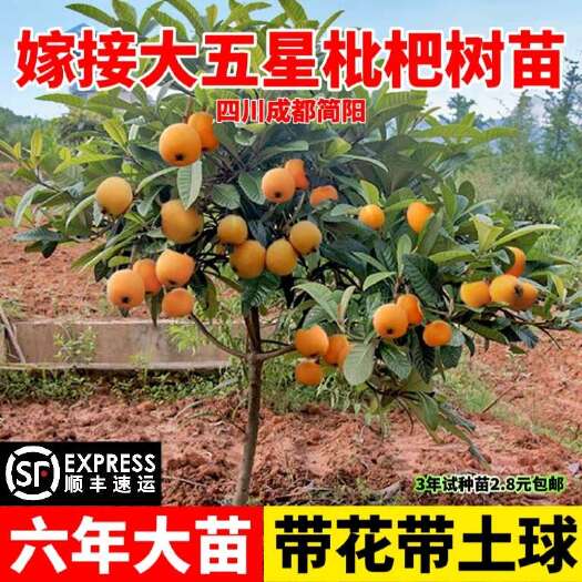 简阳市大五星枇杷果树果苗嫁接特大果砂糖枇杷苗树自有基地死苗补发。
