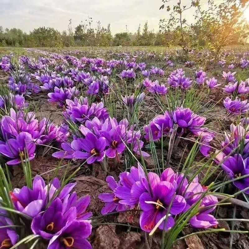 藏红花种球耐寒好养易种室内花卉植物番红花净化空气阳台庭院绿植