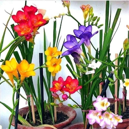 苏州香雪兰种球小苍兰四季多年生球根易种花卉盆栽种子浓香观花绿植物