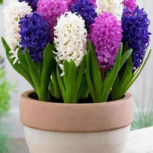 苏州风信子种球水培植物盆栽花卉室内绿植四季好养百合郁金香花卉种籽