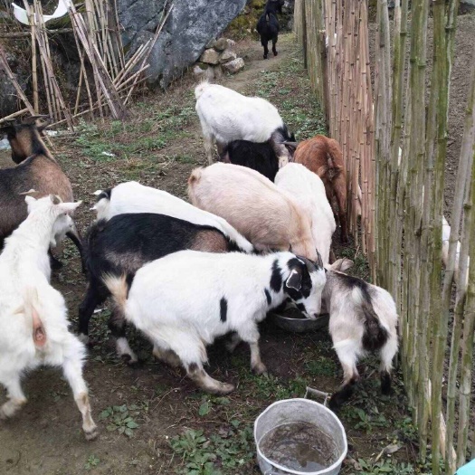 正安县高地山羊
