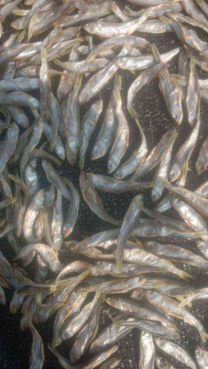 溪流马口，马口鱼干全干，去肚淡盐。