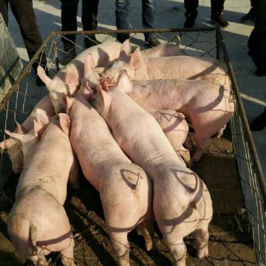莒南县正规猪场仔猪15-30公斤对外出售，支持血检检疫