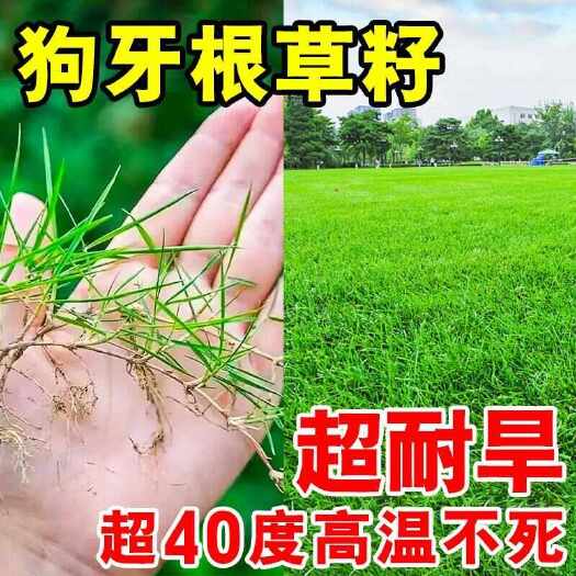 苏州狗牙根种子匍匐茎种籽四季常青护坡草籽耐旱耐践踏籽草坪批发