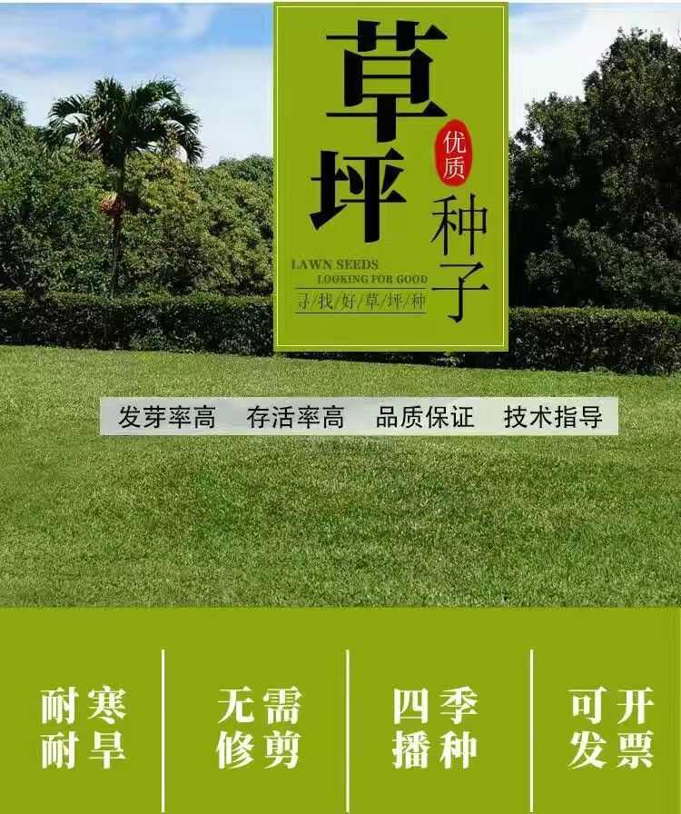 黑麦草种子，多年生草坪种子公路边坡绿化工程护坡草种子耐寒草籽