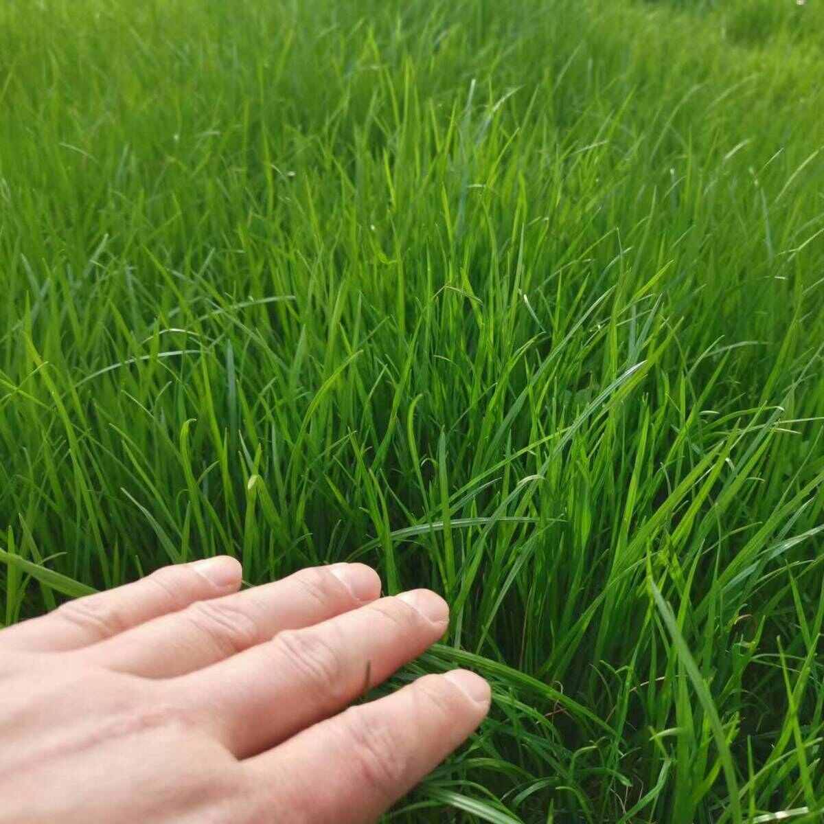 黑麦草种子，多年生草坪种子公路边坡绿化工程护坡草种子耐寒草籽