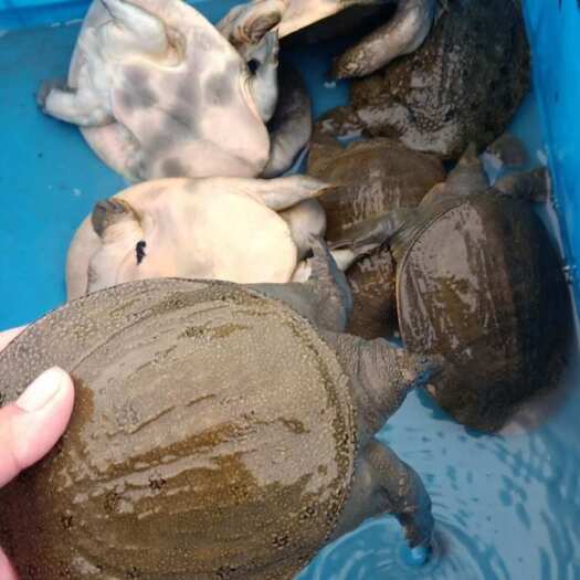 常德黄沙鳖