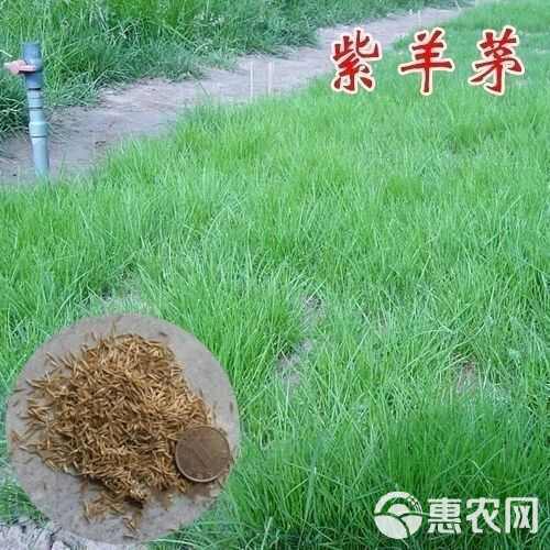 紫羊茅种子耐寒耐寒耐践踏草坪种子庭院护坡林下观赏草坪草籽