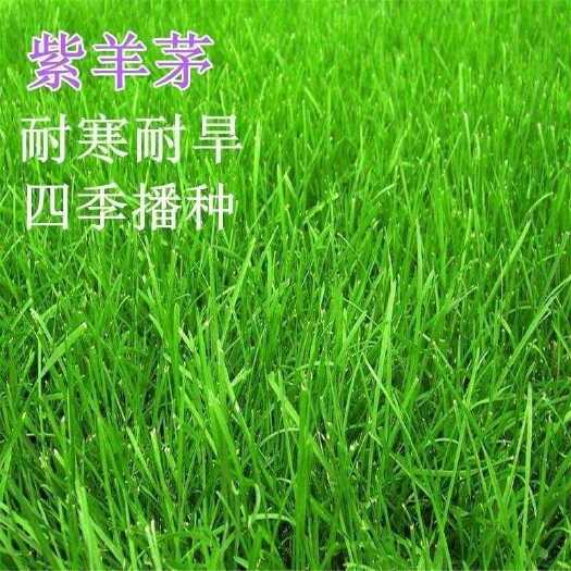 苏州紫羊茅种子耐寒耐寒耐践踏草坪种子庭院护坡林下观赏草坪草籽