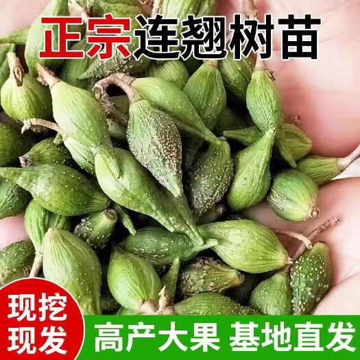 药用连翘苗，大果3号连翘苗，科研5号连翘苗，品种保证现挖现发