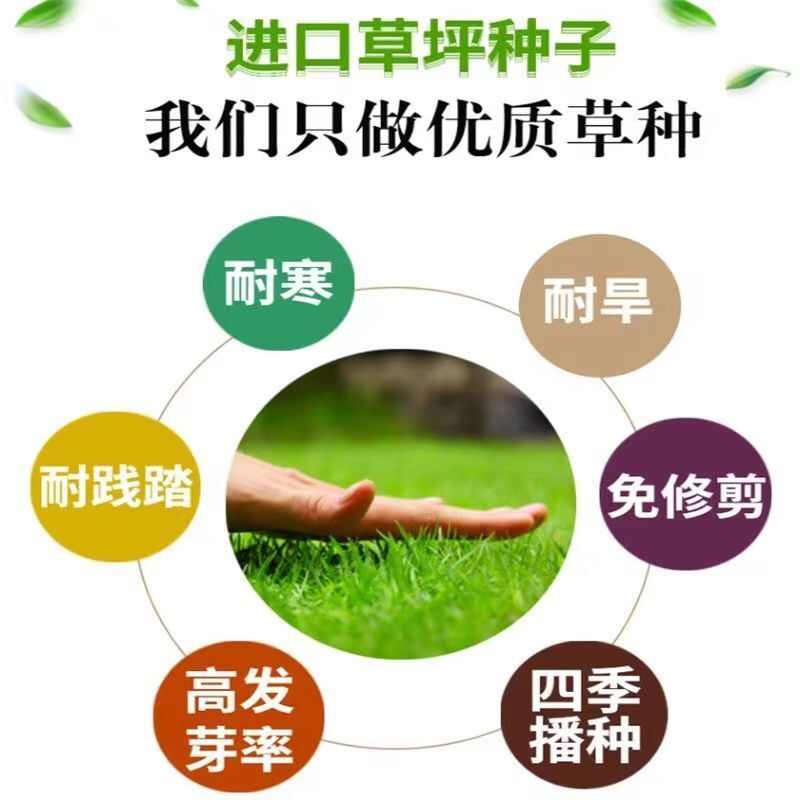 黑麦草种子，多年生草坪种子公路边坡绿化工程护坡草种子耐寒草籽