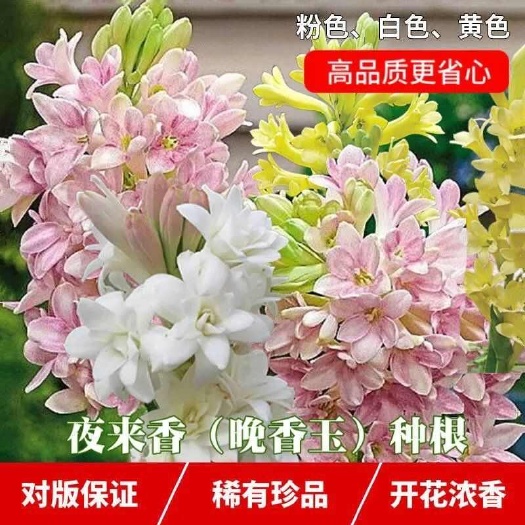 晚香玉种球夜来香花苗浓香型多年生植物庭院阳台四季易种花卉批发