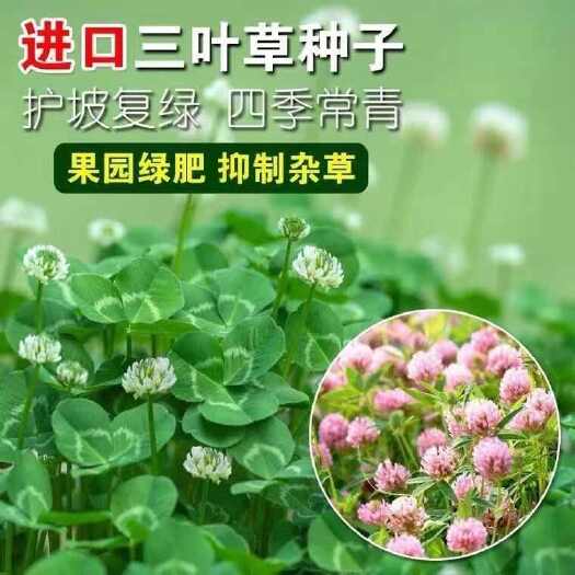 苏州三叶草种子多年生四季常青白三叶草种子护坡复绿耐寒草坪种籽
