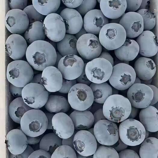 日照【力推】山东蓝莓大量上市品种齐全价格便宜质量保证