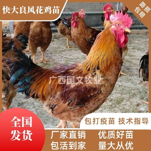 南宁良凤花鸡苗 大种肉鸡苗 优良品种 疫苗齐全 可发全国