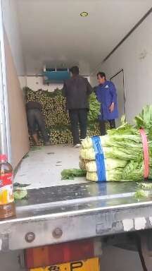 范县圆叶莴笋 量大价格便宜