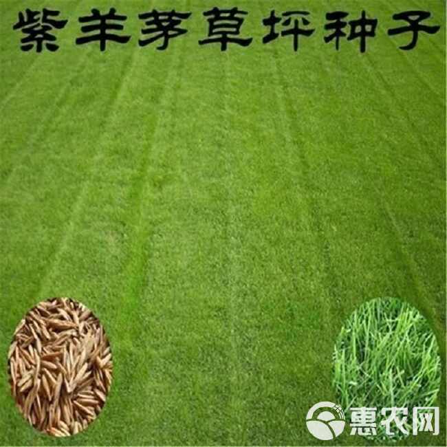 紫羊茅种子耐寒耐寒耐践踏草坪种子庭院护坡林下观赏草坪草籽