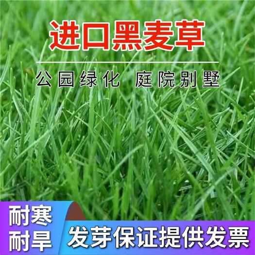 苏州黑麦草种子，多年生草坪种子公路边坡绿化工程护坡草种子耐寒草籽