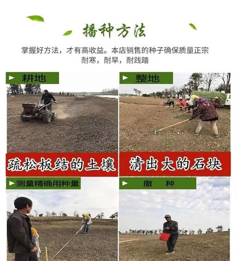 黑麦草种子，多年生草坪种子公路边坡绿化工程护坡草种子耐寒草籽