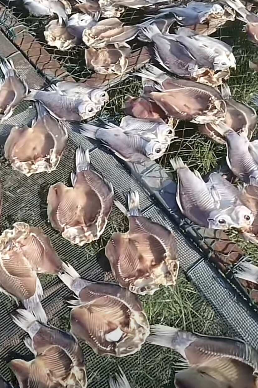 手撕干鲫鱼