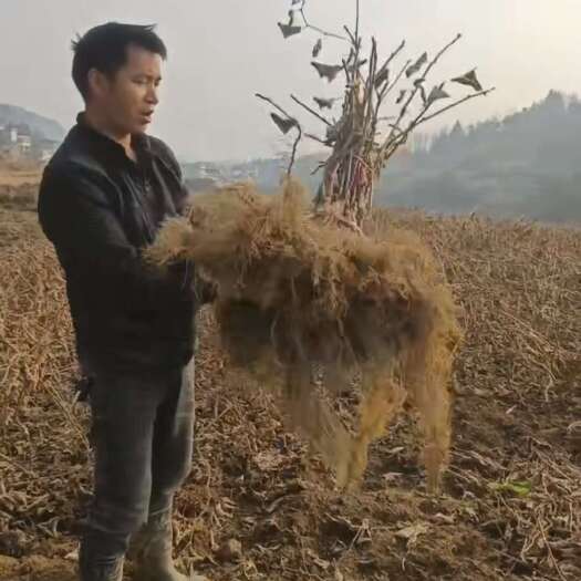 周至县翠香猕猴桃苗