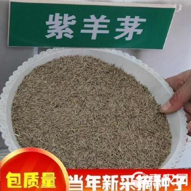 紫羊茅种子耐寒耐寒耐践踏草坪种子庭院护坡林下观赏草坪草籽