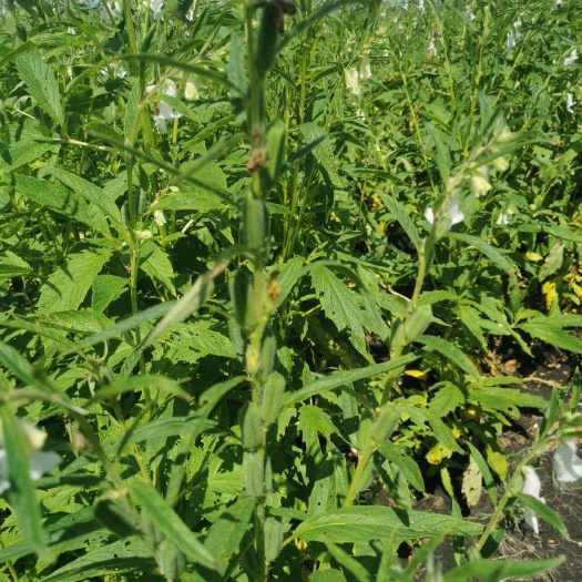 白芝麻