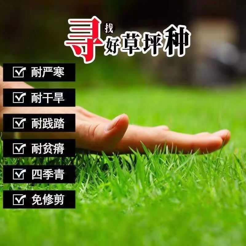 黑麦草种子，多年生草坪种子公路边坡绿化工程护坡草种子耐寒草籽