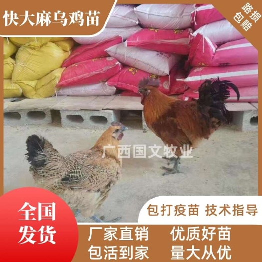 南宁大种麻乌\黑乌鸡苗  大种乌骨鸡 品种优良 疫苗齐全可发全国
