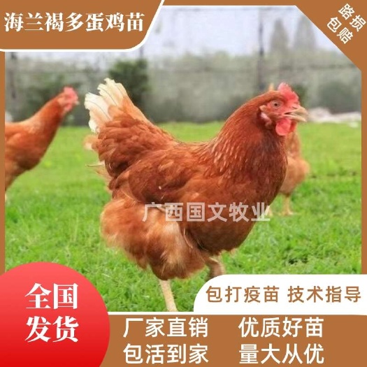 南宁海兰褐蛋鸡苗  海兰灰蛋鸡苗 品种优良 疫苗齐全  可发全国