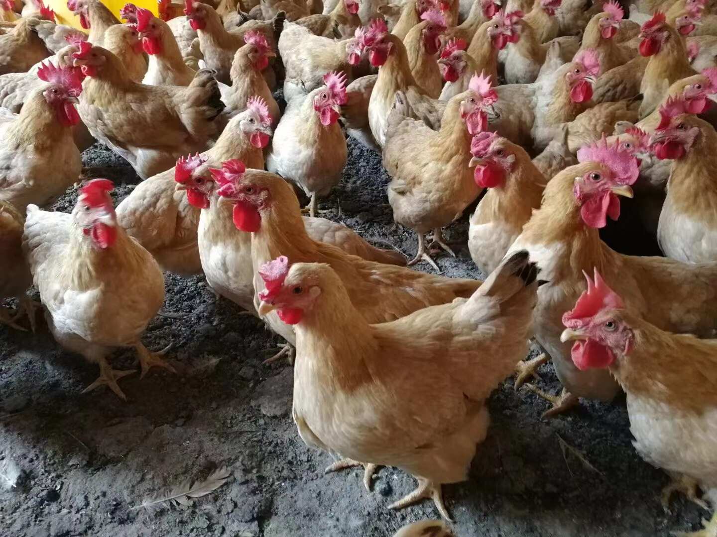 三黄鸡苗  黄土二鸡苗  品种优良 出厂疫苗  可发全国