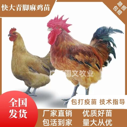 南宁麻鸡苗 快大型青脚麻/铁脚麻鸡苗 优良品种 疫苗齐全可发全国