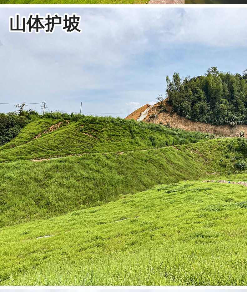 宽叶雀稗百喜草种子耐盐碱护坡固土边坡绿化耐热耐旱夏季草种籽批