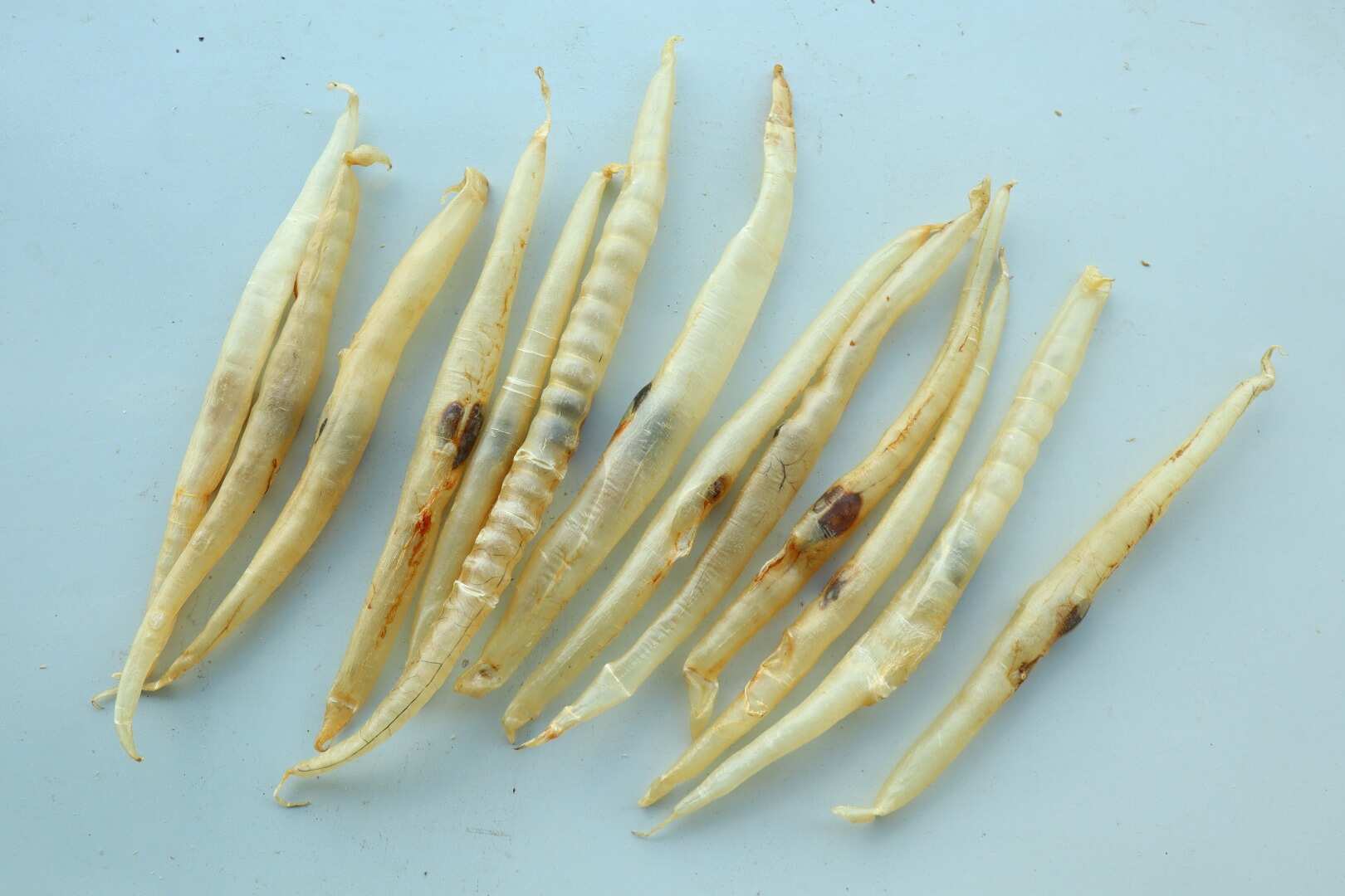 鳝鱼胶包邮鳗鱼胶鳝胶含有丰富的胶原蛋白，具有高蛋白等