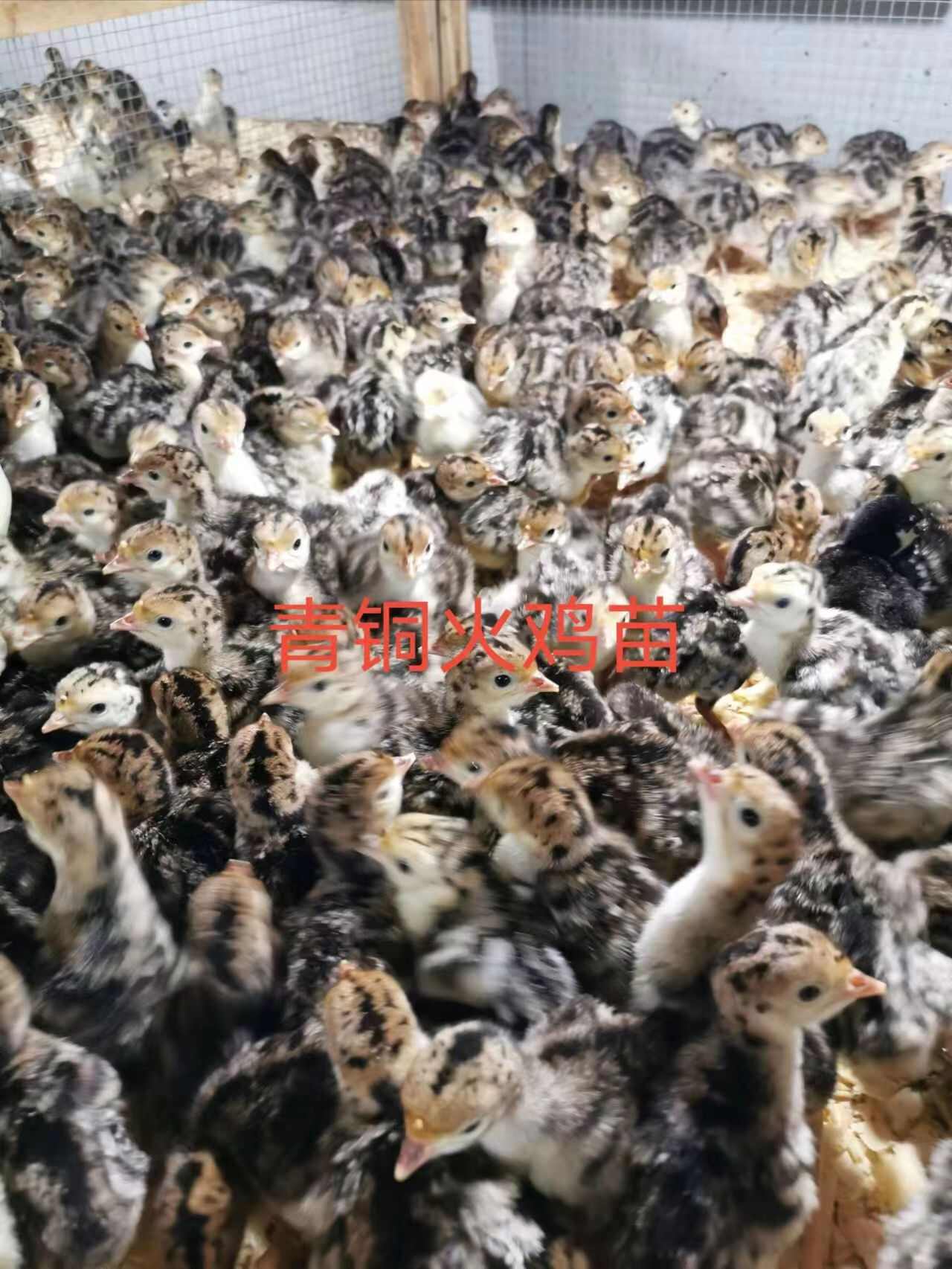 贝蒂娜火鸡苗 青铜火鸡苗  优良品种  技术指导  可发全国