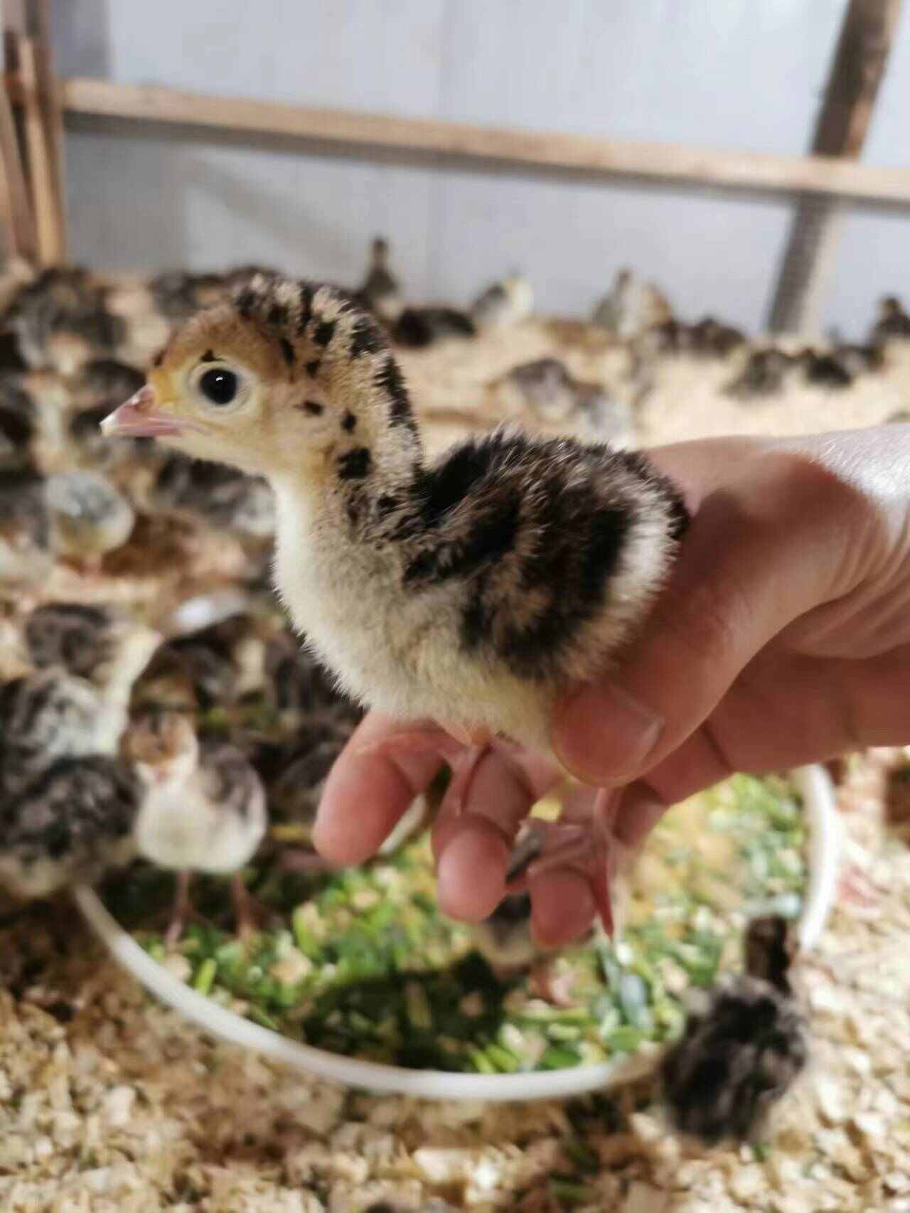 贝蒂娜火鸡苗 青铜火鸡苗  优良品种  技术指导  可发全国