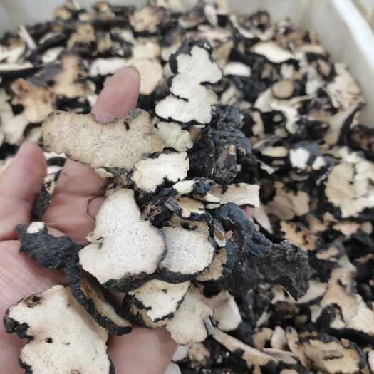 宜春猪苓 中药材猪苓 正品猪苓片 猪茯苓豕苓 地乌桃 猪苓汤包邮