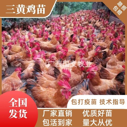 南宁三黄鸡苗  黄土二鸡苗  品种优良 出厂疫苗  可发全国