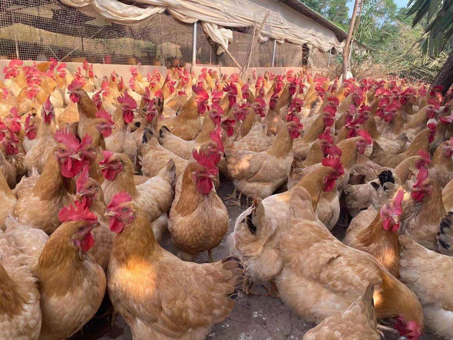 三黄鸡苗  黄土二鸡苗  品种优良 出厂疫苗  可发全国