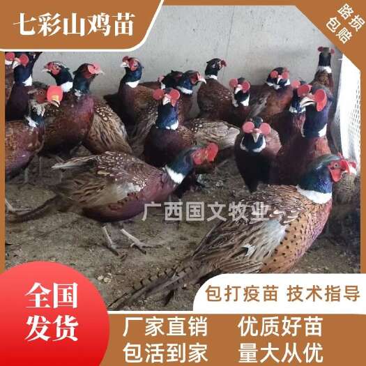 南宁七彩山鸡苗  疫苗齐全  品种优良  包运输路损  技术指导