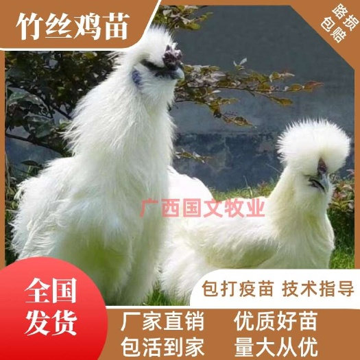南宁乌骨鸡苗  快大竹丝鸡混合苗 优良品种 疫苗齐全  可发全国
