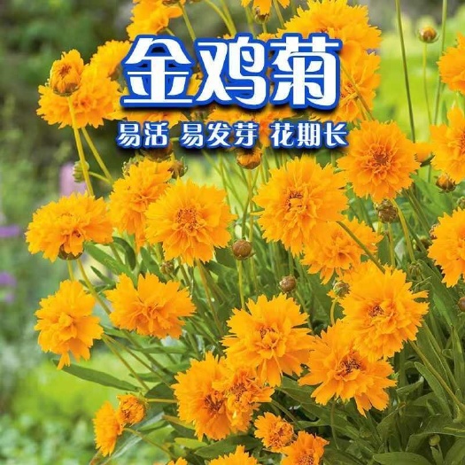 大花金鸡菊种子多年生宿根纯黄色菊花种籽 易活播种耐旱耐热花卉